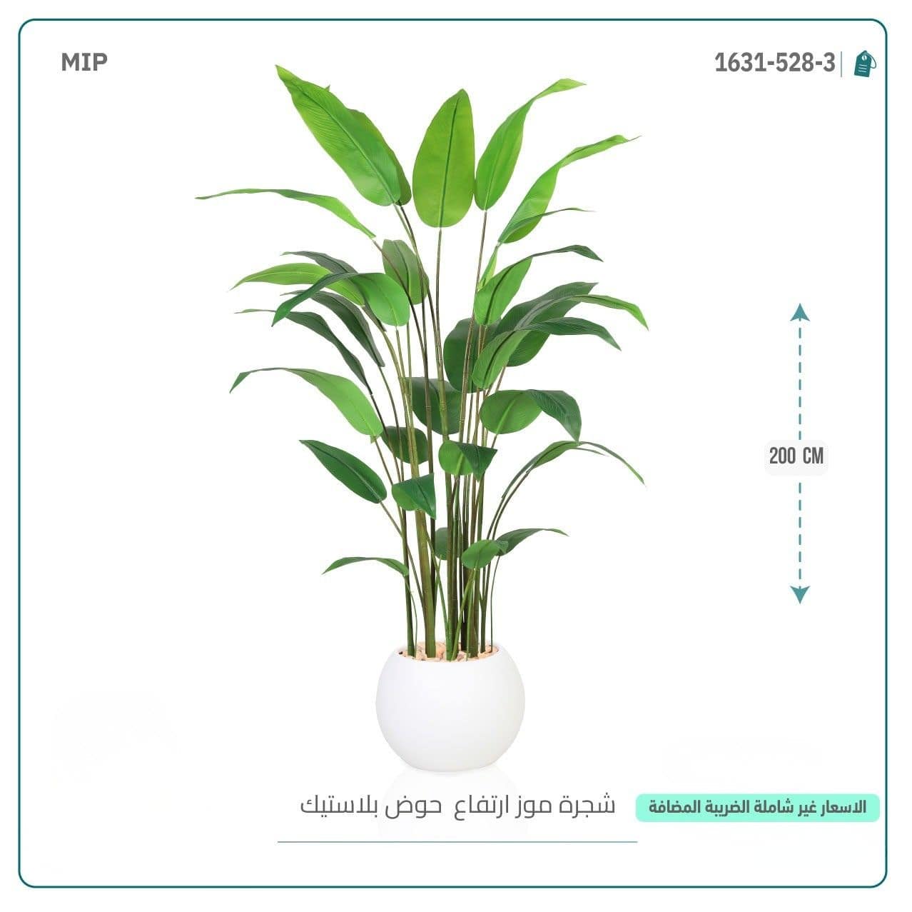 شجرة موز ارتفاع حوض بلاستيك 200 سم - الصورة 2