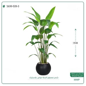 شجر عصفور الجنه حوض بلاستيك 170 سم