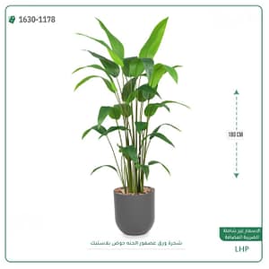 شجرة ورق عصفور الجنه حوض بلاستيك 180 سم