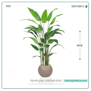 شجرة موز ارتفاع حوض بلاستيك 200 سم