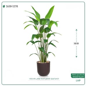 شجرة ورق عصفور الجنه حوض بلاستيك 180 سم